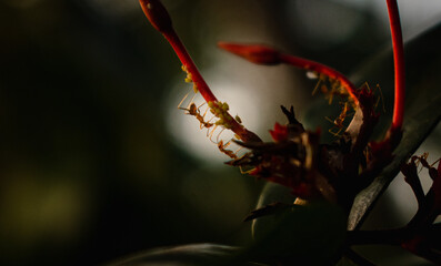 the relation of the ant