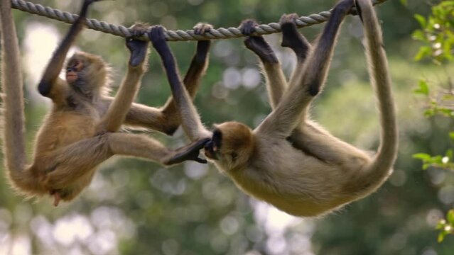 Black Handed Spider Monkeys in captivity