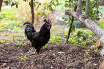 handsome black rooster walks around the farm