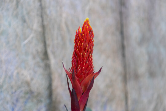 flower of quesnelia hybrida, or Bromeliaceae, a family of monocot flowering plants