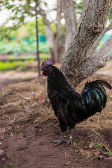 a black rooster walks on the lawn