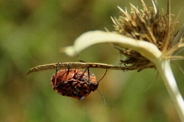Speckled orange bug on a branch