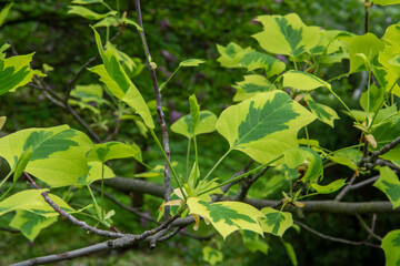Fresh green Tulip tree (Liriodendron tulipifera 'Snow Bird')