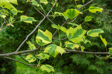 Fresh green Tulip tree (Liriodendron tulipifera 'Snow Bird')
