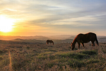 Horse at sunset with South Brazil, Countryside nature - Ranch . High quality photo