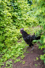 a black rooster walks on the lawn