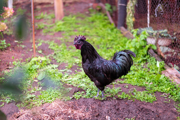 a black rooster walks on the lawn