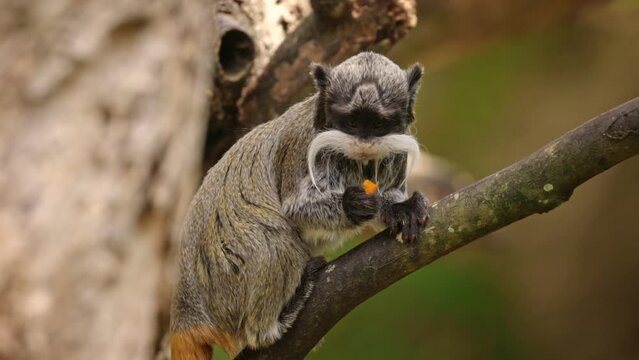 Emperor Tamarin monkey in captivity