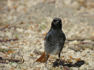 Small wild bird called Redstart on the sand