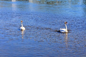 Schwanenpaar auf der Isar