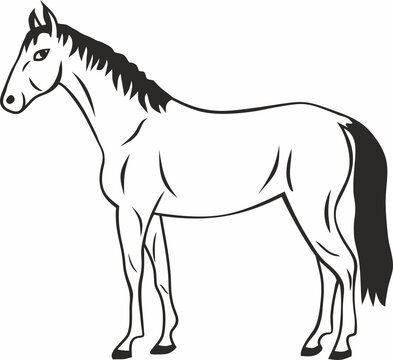 Vector drawn contour silhouette of a horse. Pet, mane, tail.
