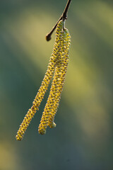 Nahaufnahme der Blüten einer Weide im Morgenlicht