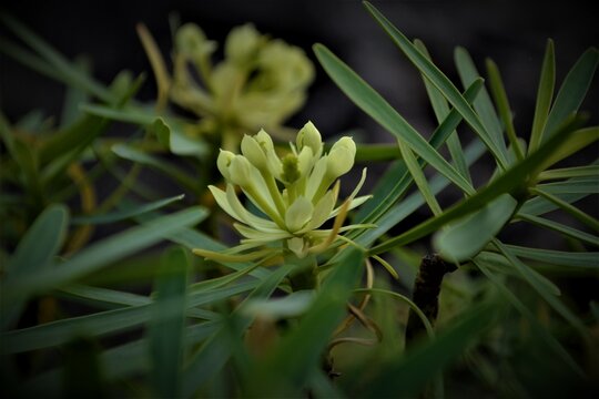 Blume