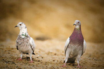 Nahaufnahme eines Taubenpärchens 