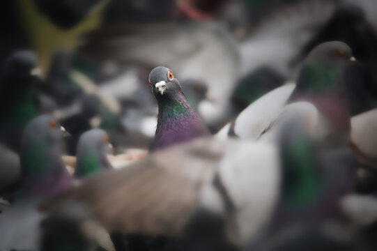 Nahaufnahme einer Taube welche aus einem Taubenschwarm heraussticht