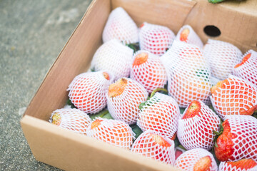 Freshness strawberry in the shockproof fruit net