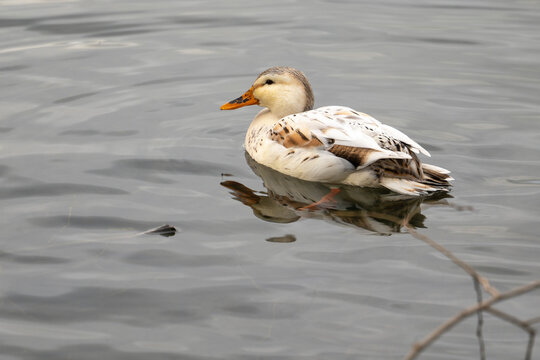 female brown white duck, Anas platyrhynchos, swimming in lake