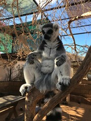 Perfect shot of Lemyr at the zoo in thailand, feeding animals, summertime adventure. 