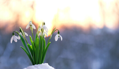 Gentle white snowdrop flowers close up, abstract sunny natural background. Beautiful snowdrops,...