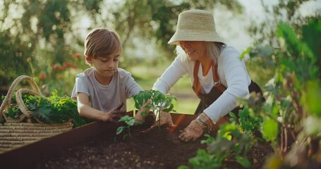 Gardening with grandma, grandmother and young grandson planting tomatoes in the garden - Powered by Adobe