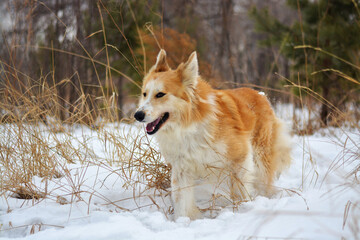 A red fluffy mongrel dog, similar to a wolf, walks in the fresh air in the forest in winter. Walking pets in the fresh air.