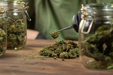 Hand in a black glove, taking trimmed cannabis buds from the table with tweezers and putting it in a glass jar for storage. - obrazy, fototapety, plakaty