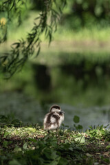 Ogar duck chick stands against the backdrop of a pond  - obrazy, fototapety, plakaty