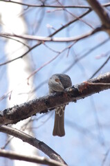 野鳥のシーン
