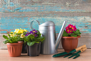 Spring gardening concept; Various multicolored primroses in pots, gardening tools and watering can...