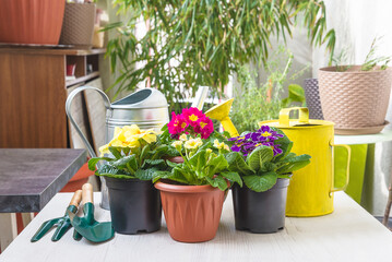 Spring gardening concept; Various multicolored primroses in pots, gardening tools and watering can - obrazy, fototapety, plakaty