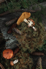 Fresh harvest of mushrooms, fir cones and moss 