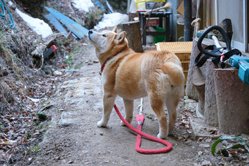 農家と柴犬