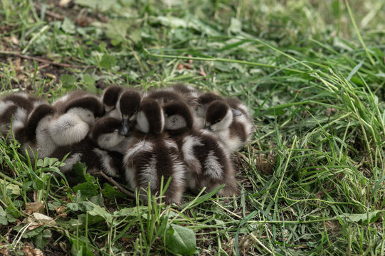 Ogary ducklings sleep cuddled up to each other near the pond 