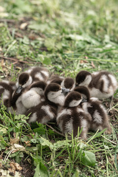 Ogary ducklings sleep cuddled up to each other near the pond 