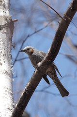 野鳥のシーン