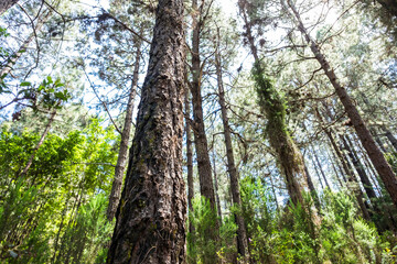 High trunk tree in the forest wood. Concept of love for nature and stop deforestation. Environment...