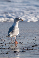 Herring gulls by the sea at Horsey Gap beach in north Norfolk, UK