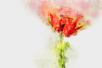 watercolor style and abstract image of red poppy flower