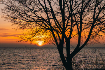 Tree branches and sunrise on the Baltic Sea. Gdynia Orlowo beach.