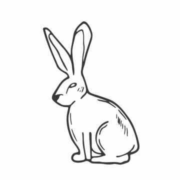 Doodle rabbit sketch. ine art hare animal. Forest concept