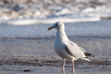 Herring gulls by the sea at Horsey Gap beach in north Norfolk, UK
