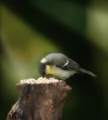 Free to fly. Shot of a single bird outdoors.