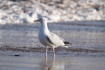 Herring gulls by the sea at Horsey Gap beach in north Norfolk, UK