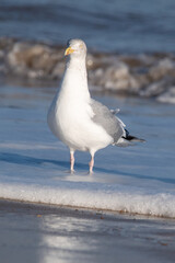 Herring gulls by the sea at Horsey Gap beach in north Norfolk, UK
