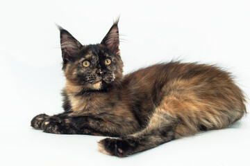 tortoiseshell kitten of the Maine breed on white