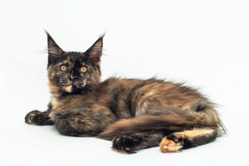 tortoiseshell kitten of the Maine breed on white