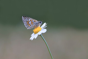 Yellow-Banded Hoppy Butterfly (Pyrgus sidae) on a daisy flower