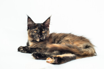 Fototapeta premium tortoiseshell kitten of the Maine breed on white