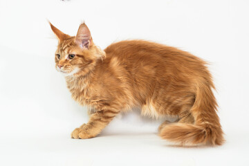 Red kitten of the Maine Coon breed on white