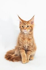 Red kitten of the Maine Coon breed on white